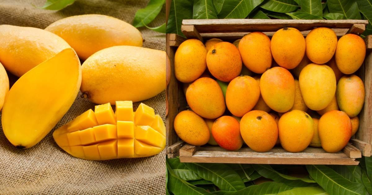 The Health Benefits of Eating Ratnagiri Alphonso Mango